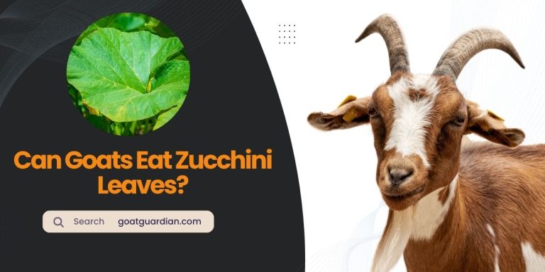 Can Goats Eat Zucchini Leaves? (Edible or Not)