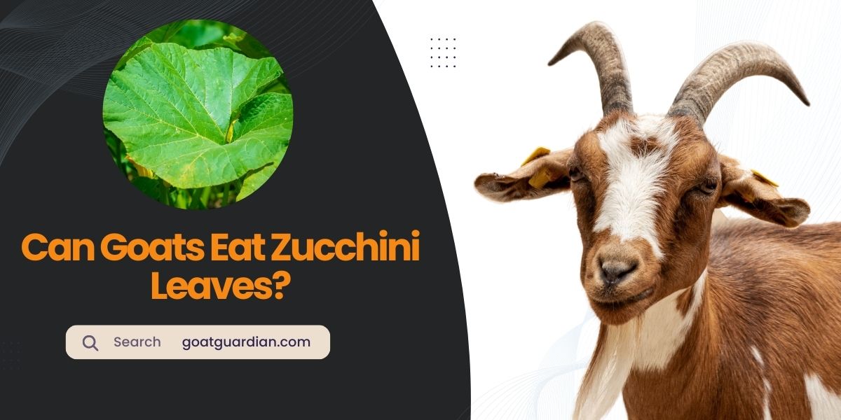Can Goats Eat Zucchini Leaves