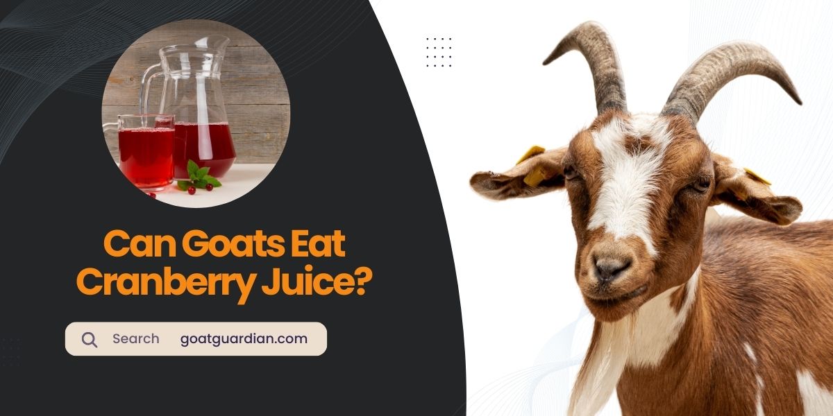 Can Goats Have Cranberry Juice