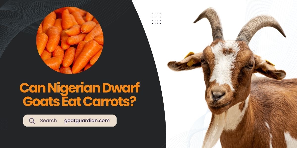Can Nigerian Dwarf Goats Eat Carrots