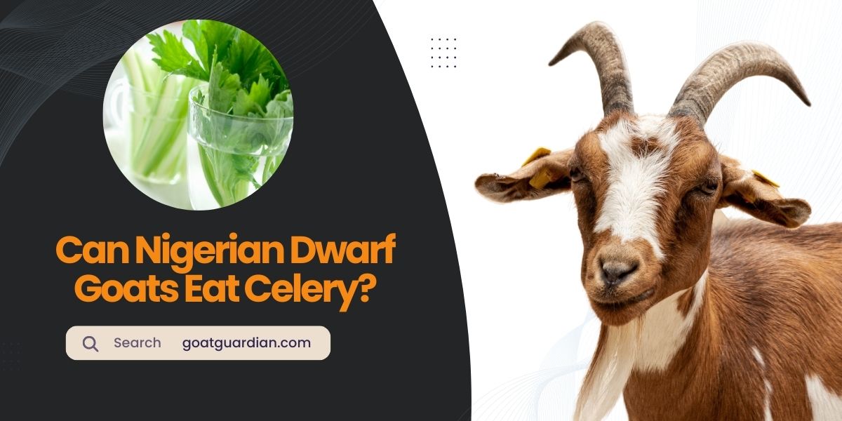 Can Nigerian Dwarf Goats Eat Celery