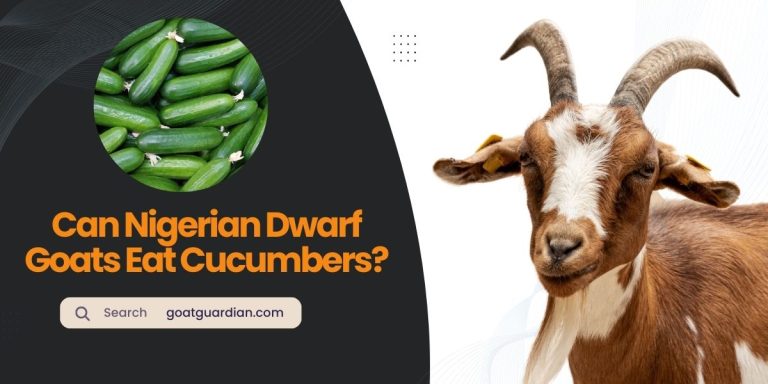 Can Nigerian Dwarf Goats Eat Cucumbers?