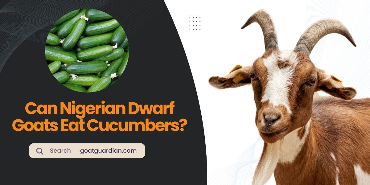 Can Nigerian Dwarf Goats Eat Cucumbers