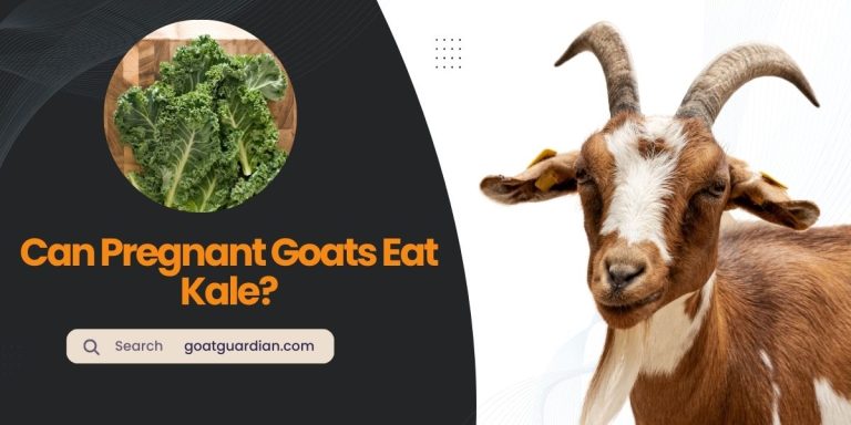 Can Pregnant Goats Eat Kale? (Nutrition Facts)