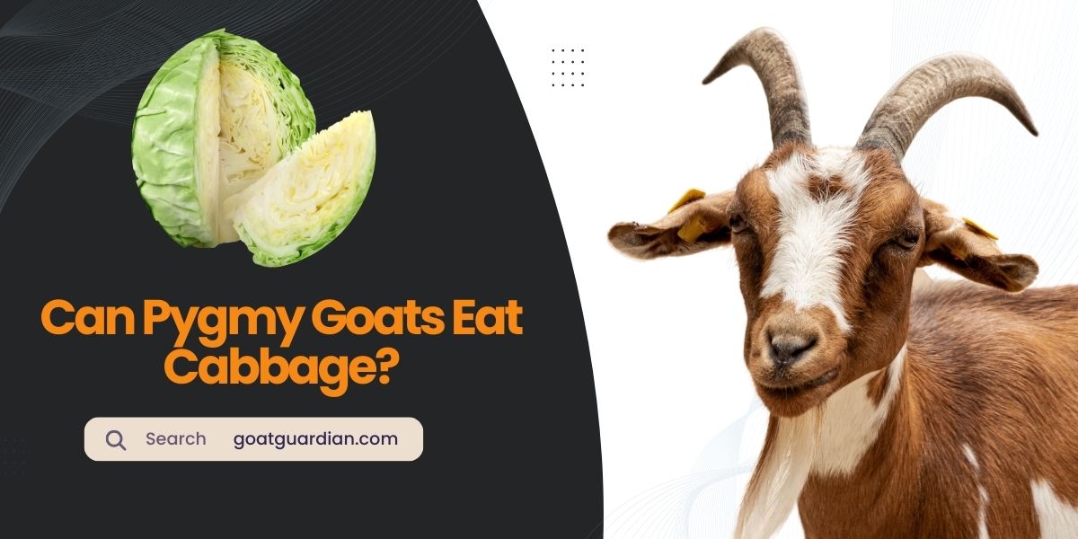 Can Pygmy Goats Eat Cabbage