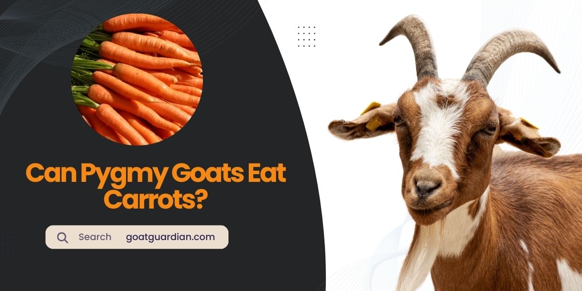 Can Pygmy Goats Eat Carrots
