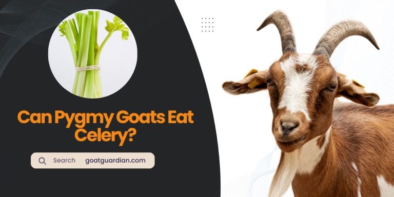 Can Pygmy Goats Eat Celery? (Read After Feed)