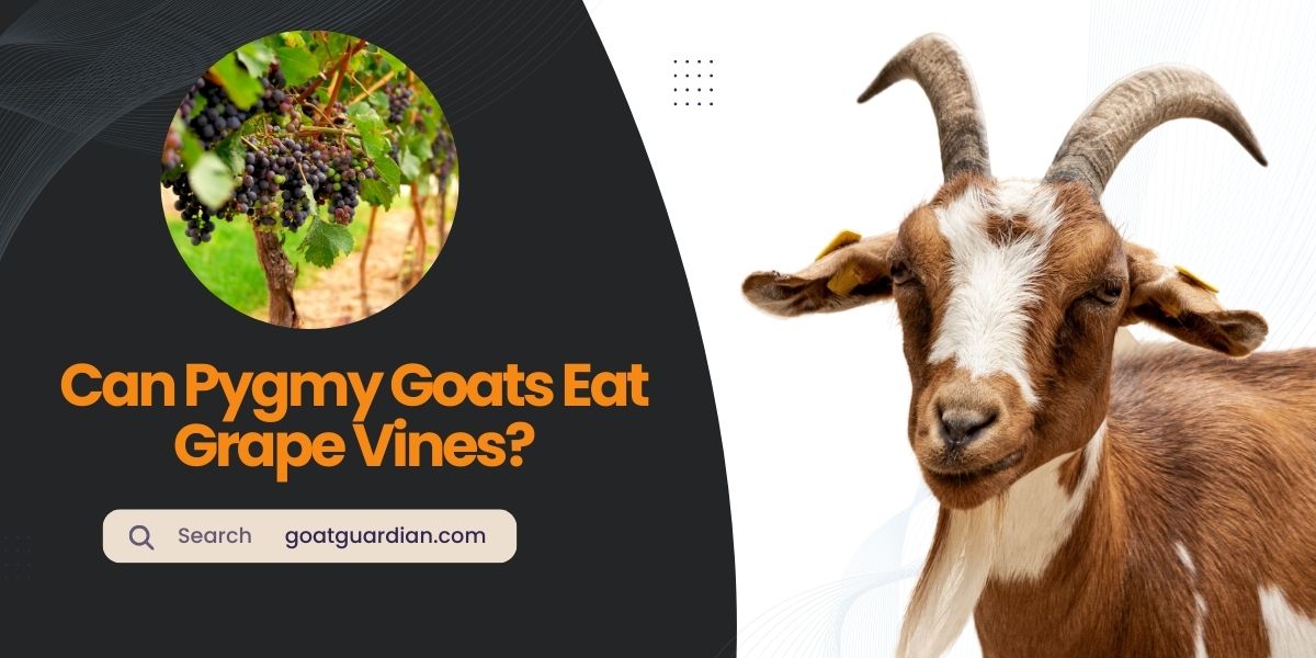 Can Pygmy Goats Eat Grape Vines