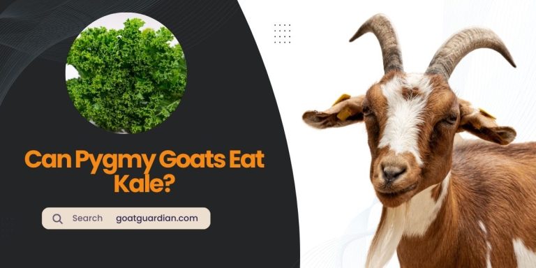 Can Pygmy Goats Eat Kale? (with Alternatives)