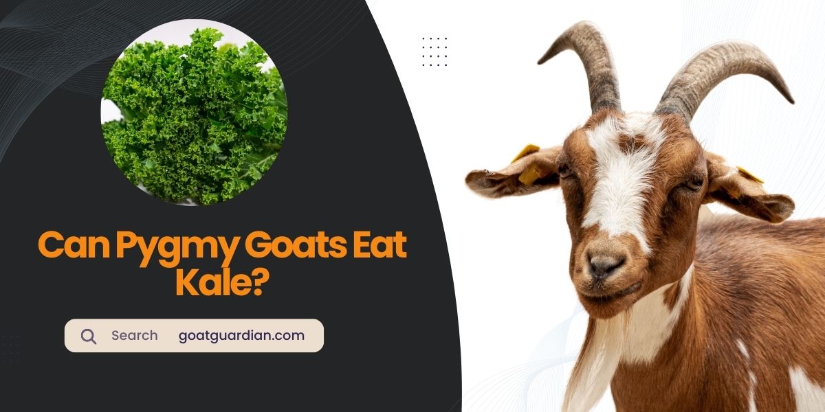 Can Pygmy Goats Eat Kale