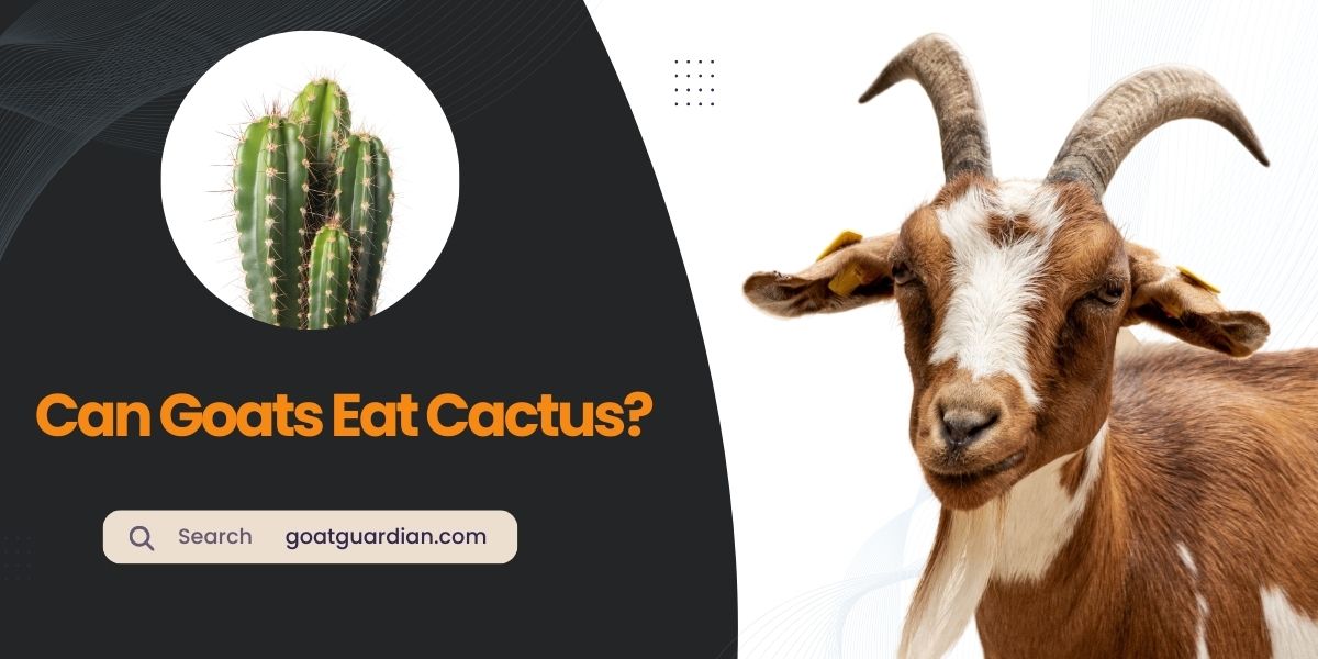 Do Goats Eat Cactus
