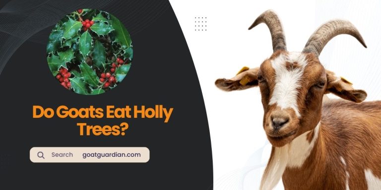 Do Goats Eat Holly Trees? (Surprising Answer)