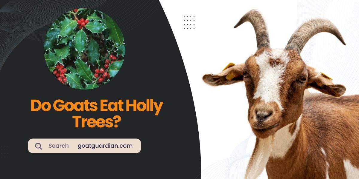 Do Goats Eat Holly Trees