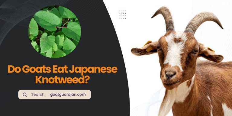 Do Goats Eat Japanese Knotweed? (Yes or No)