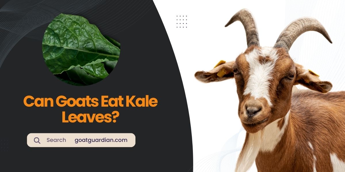 Do Goats Eat Kale Leaves