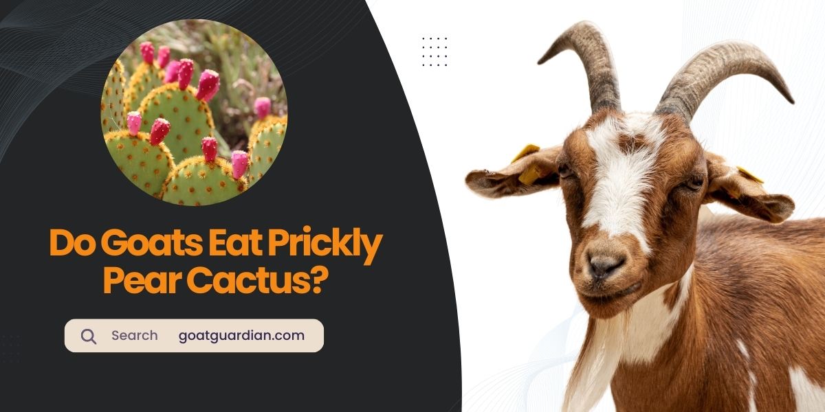 Do Goats Eat Prickly Pear Cactus