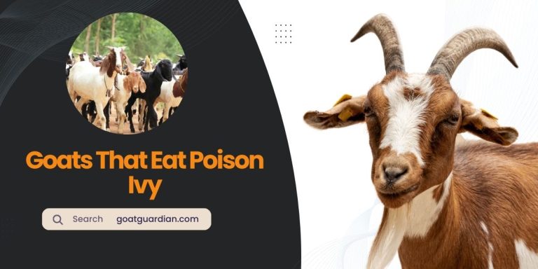 Goats That Eat Poison Ivy: Eco-Friendly Solution