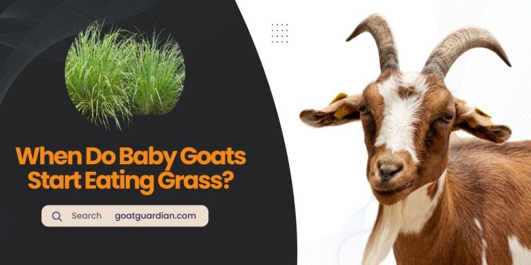 When Do Baby Goats Start Eating Grass?
