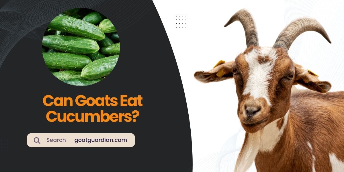 can goats eat cucumbers