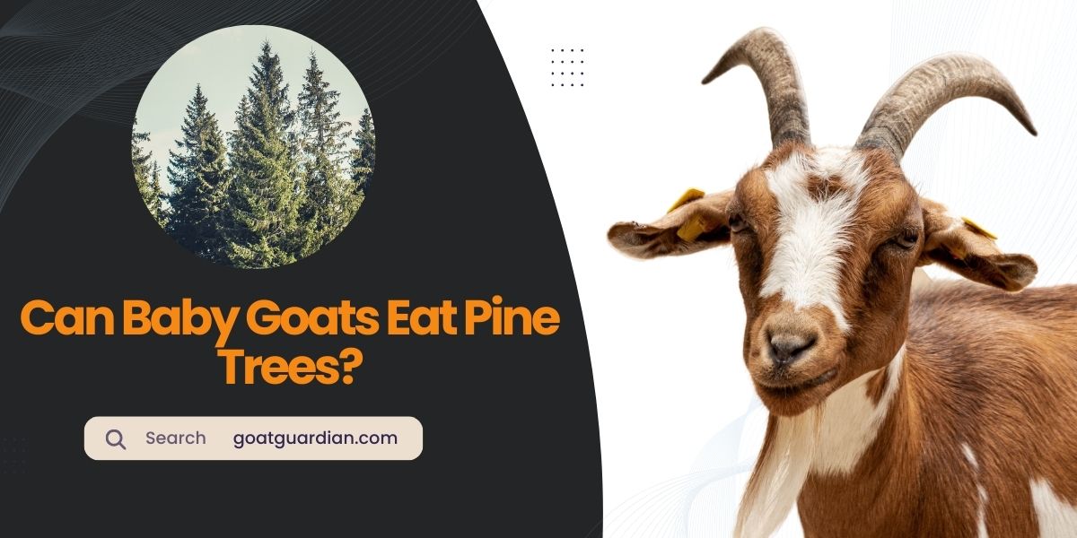 Can Baby Goats Eat Pine Trees