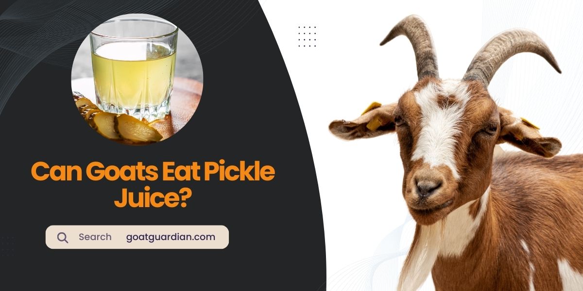 Can Goats Drink Pickle Juice