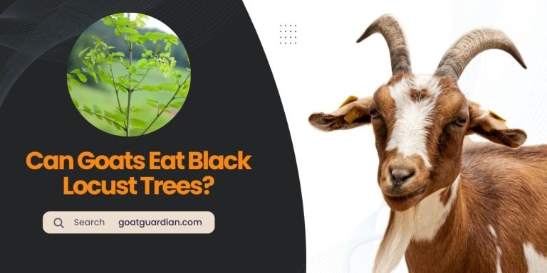 Can Goats Eat Black Locust Trees? (with Alternatives)