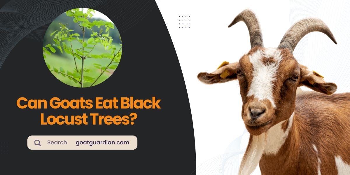 Can Goats Eat Black Locust Trees