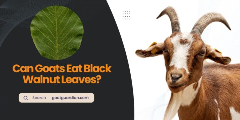 Can Goats Eat Black Walnut Leaves? (Yes or No)