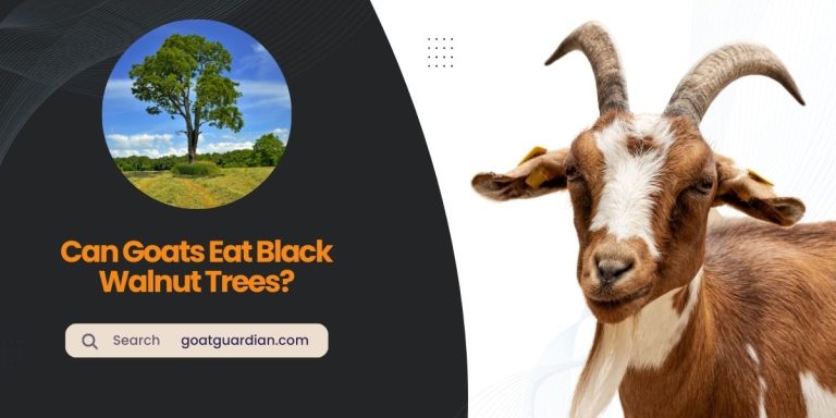 Can Goats Eat Black Walnut Trees? (YES or NO)