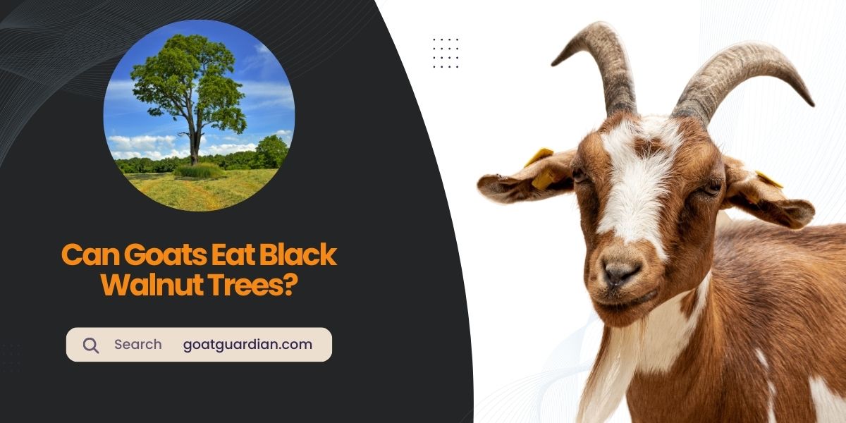 Can Goats Eat Black Walnut Trees