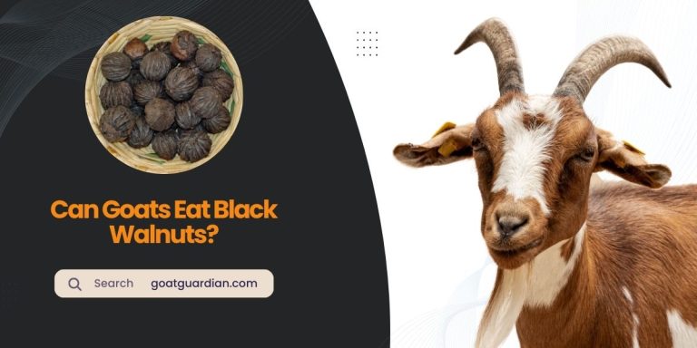 Can Goats Eat Black Walnuts? (Surprising Truth)