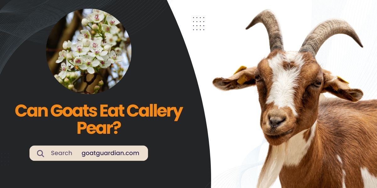 Can Goats Eat Callery Pear