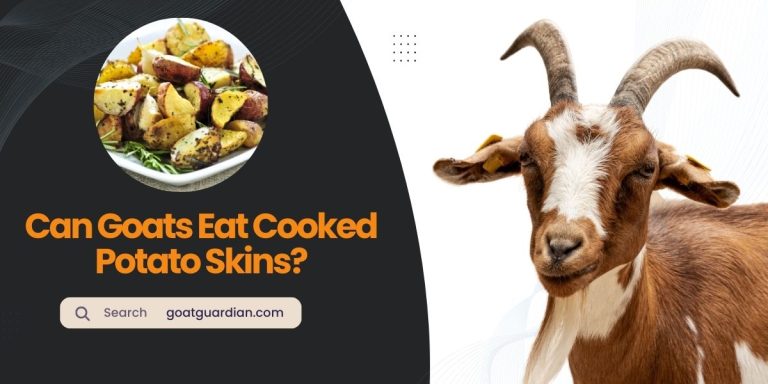 Can Goats Eat Cooked Potato Skins? (Yes or No)