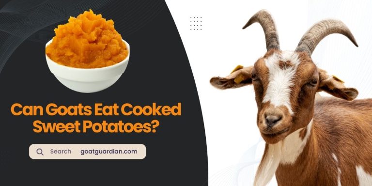 Can Goats Eat Cooked Sweet Potatoes? (Yes or No)