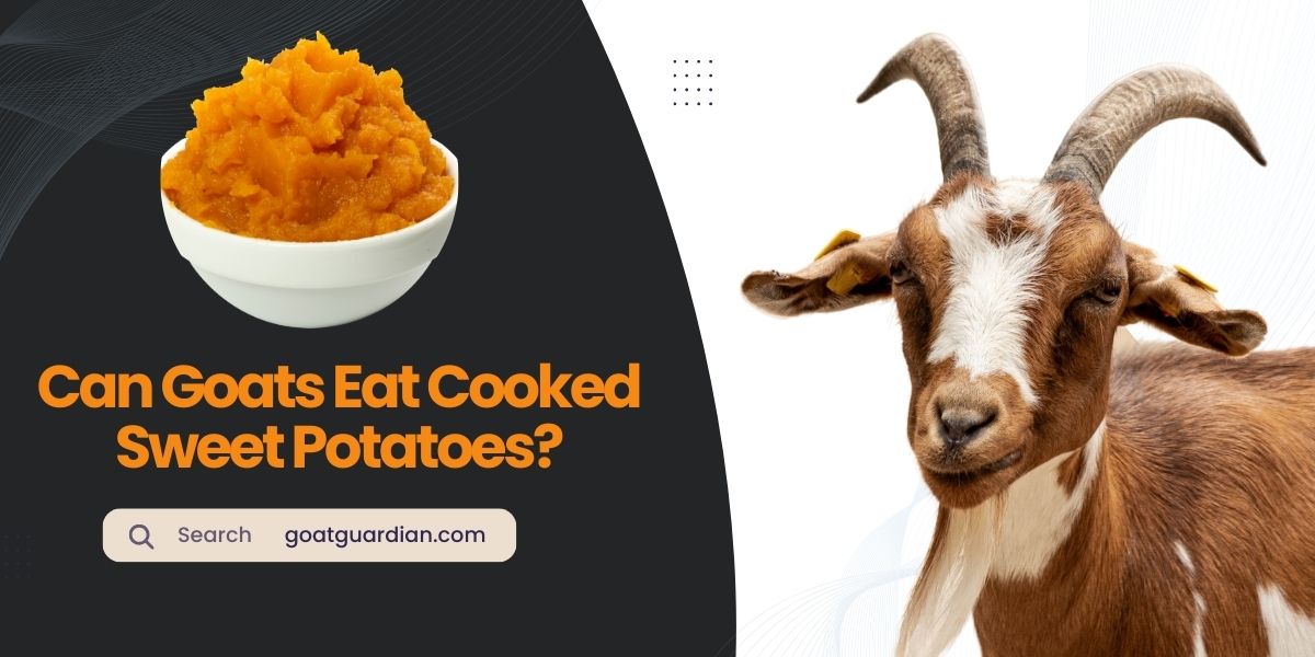 Can Goats Eat Cooked Sweet Potatoes