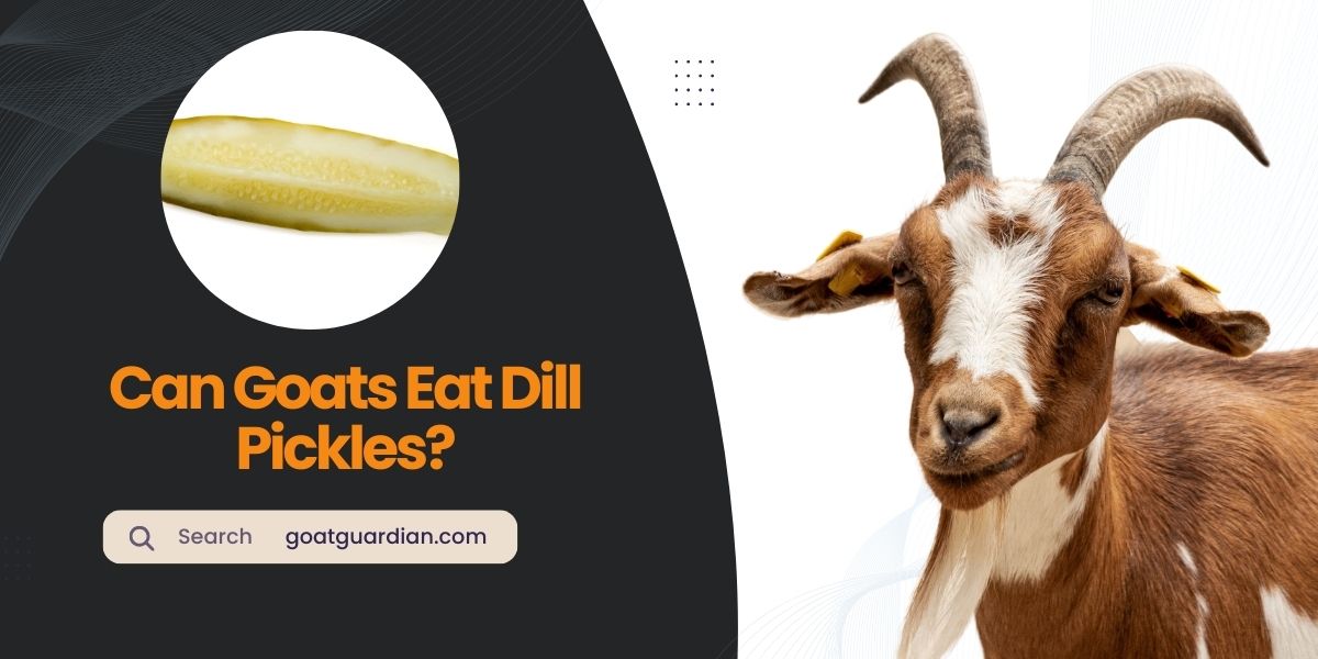 Can Goats Eat Dill Pickles