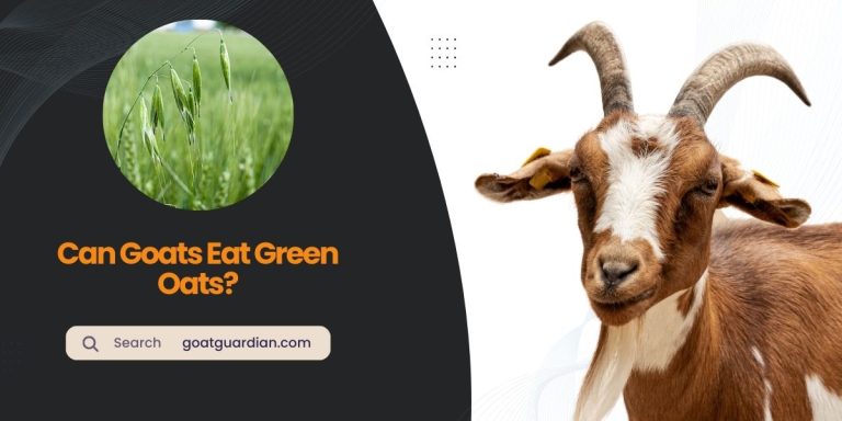 Can Goats Eat Green Oats? (with Nutritional Values)