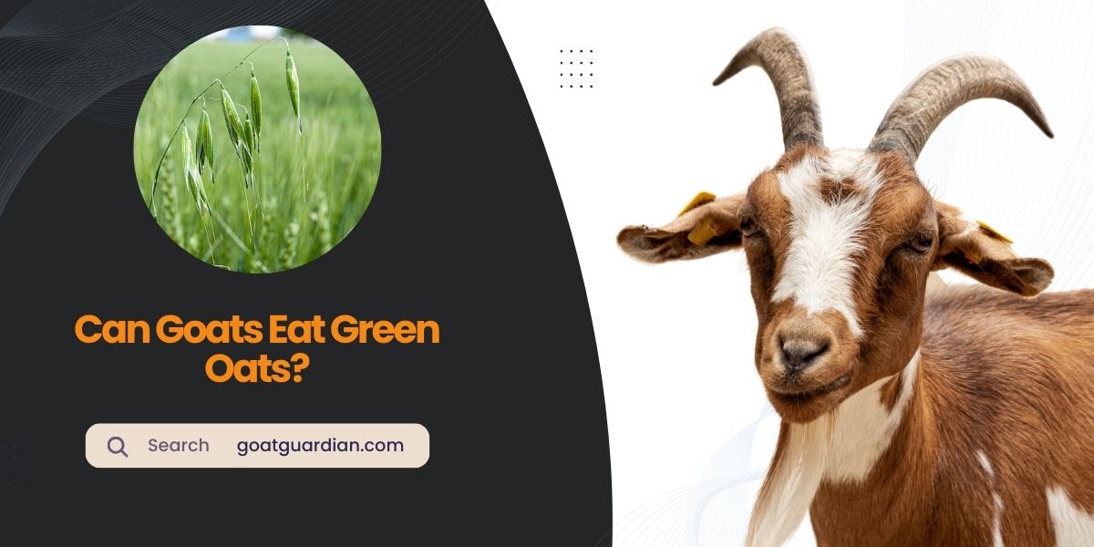 Can Goats Eat Green Oats