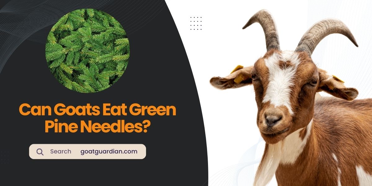 Can Goats Eat Green Pine Needles