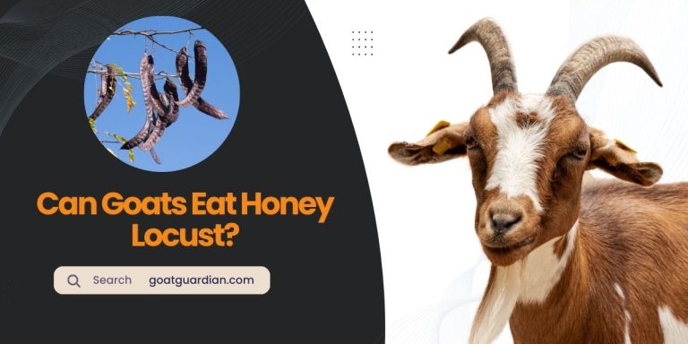 Can Goats Eat Honey Locust? (Yes or No)