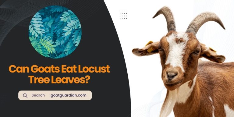 Can Goats Eat Locust Tree Leaves? (Reality vs Myths)