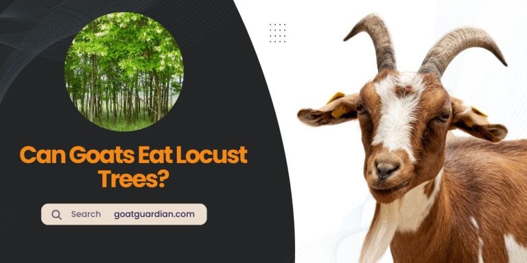 Can Goats Eat Locust Trees? (Feeding Habits)