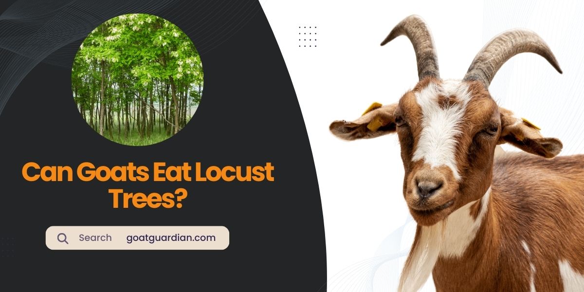 Can Goats Eat Locust Trees
