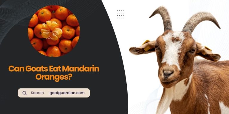 Can Goats Eat Mandarin Oranges? (Good or Bad)