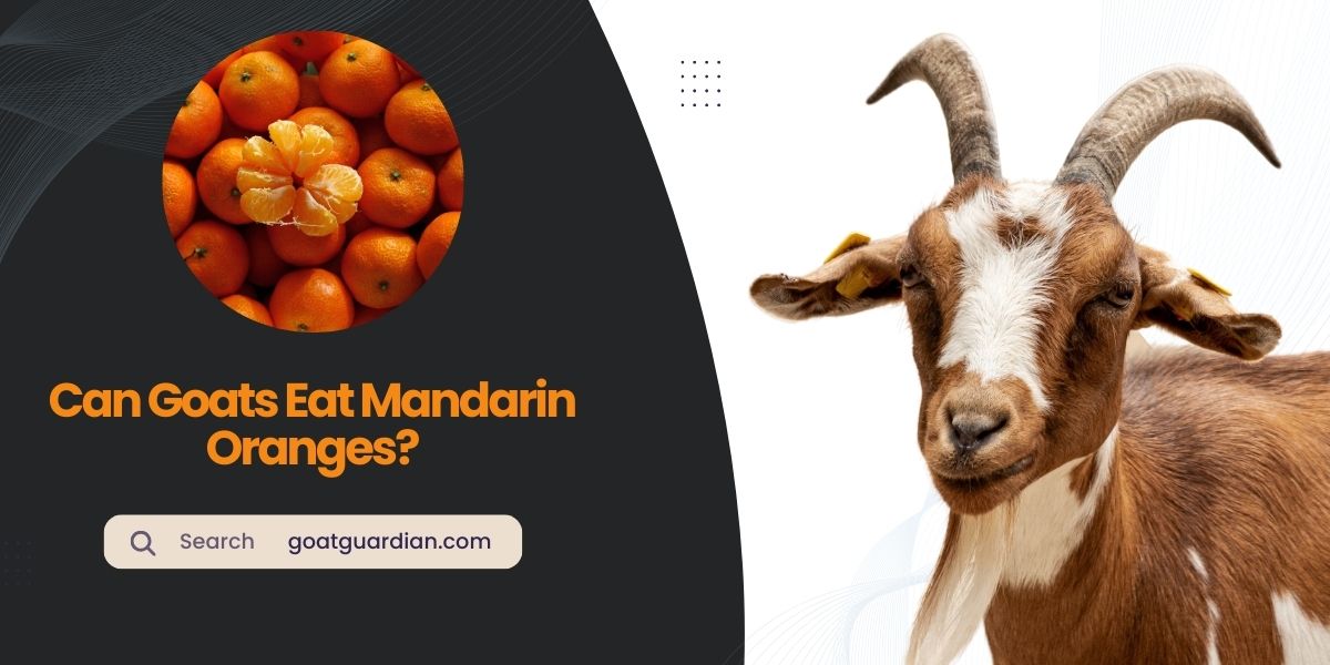 Can Goats Eat Mandarin Oranges