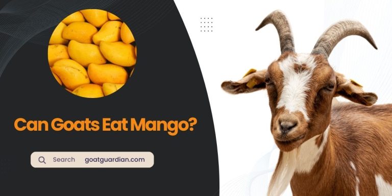 Can Goats Eat Mango? (Read After Feed)