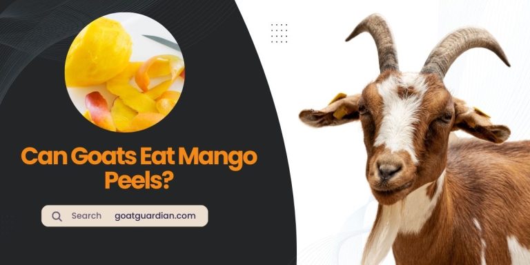 Can Goats Eat Mango Peels? (Yes or No)