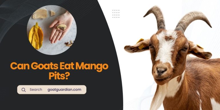 Can Goats Eat Mango Pits? (Surprising Answer)