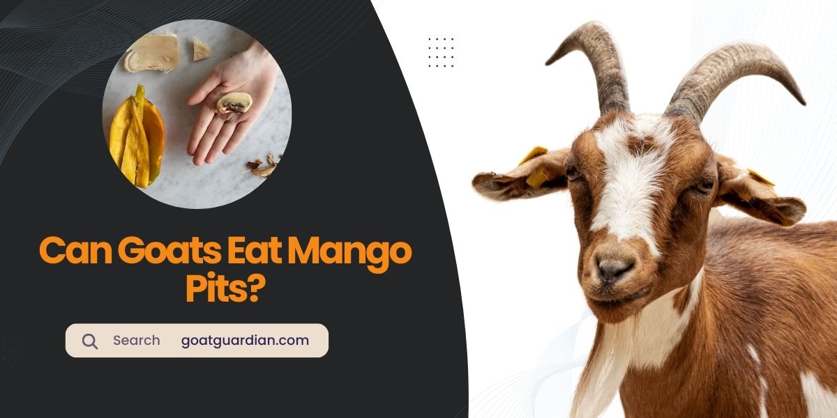 Can Goats Eat Mango Pits