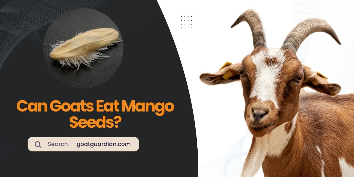 Can Goats Eat Mango Seeds